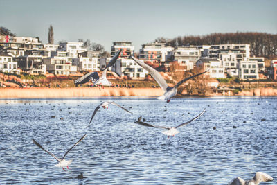 Seagulls flying over sea in city