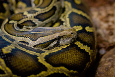 Close-up of snake