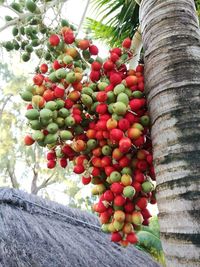 Low angle view of fruits hanging on tree