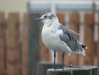 Close-up of bird perching outdoors