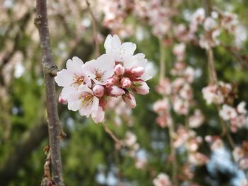 Close-up of pink cherry blossoms in spring