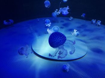 Close-up of jellyfish swimming in aquarium