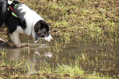 Close-up of dog drinking water