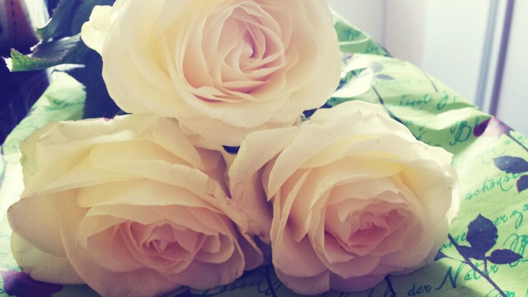 indoors, flower, rose - flower, freshness, petal, fragility, flower head, close-up, rose, beauty in nature, pink color, vase, bouquet, softness, white color, no people, high angle view, home interior, nature, table