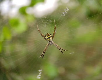 Close-up of spider on web