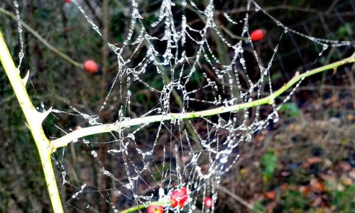 Close-up of spider on web