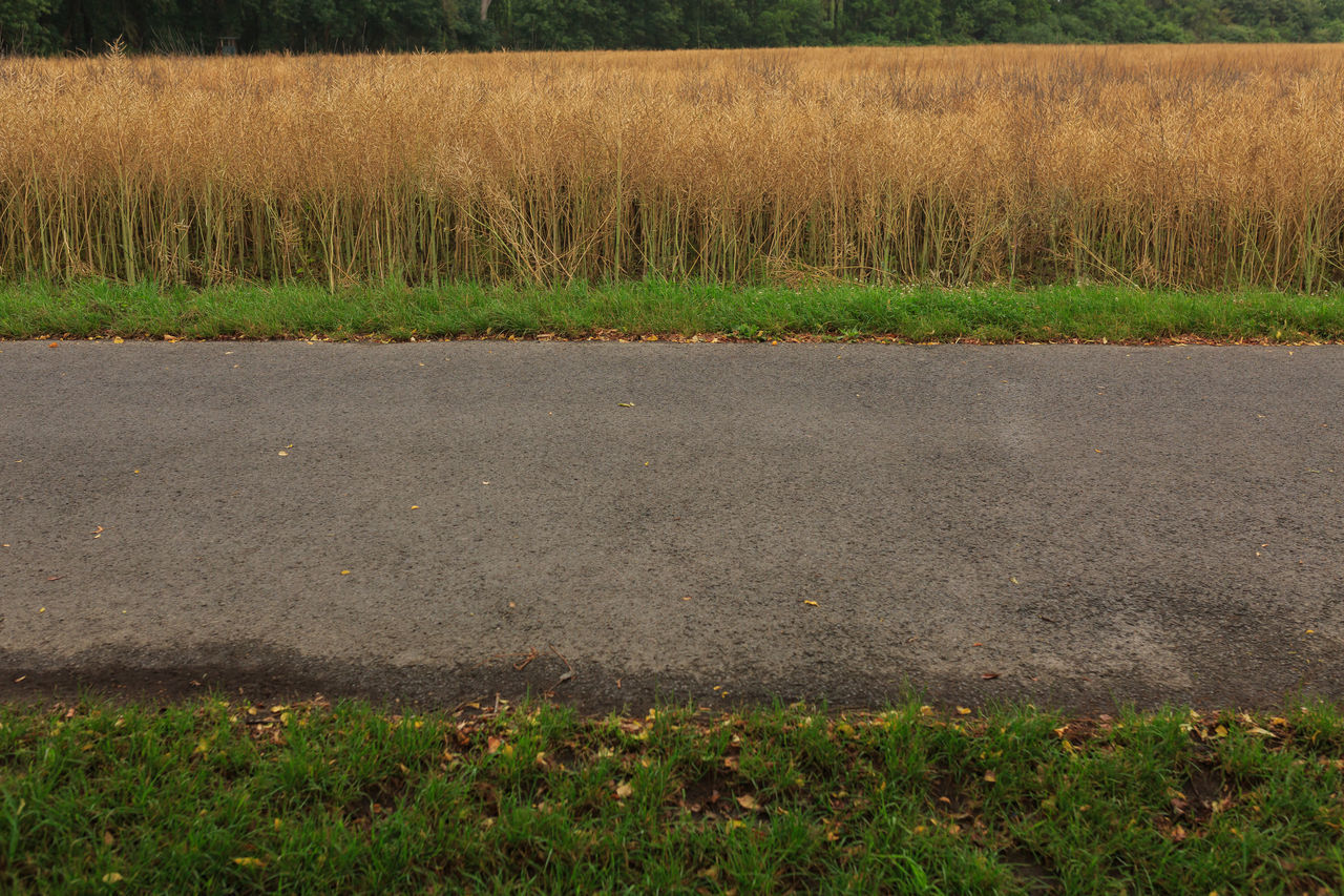 VIEW OF FIELD