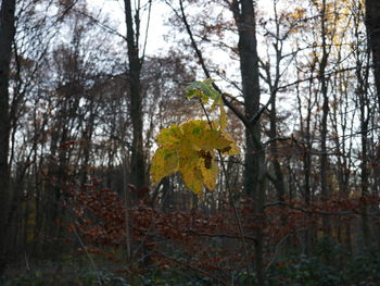 Trees in forest during autumn