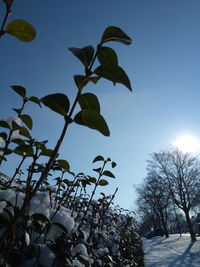 Low angle view of plant against clear sky