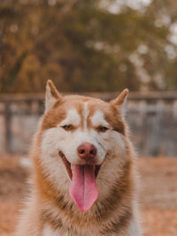 Portrait of siberian husky dog.siberian husky is sitting on the ground of grass.it so cute.