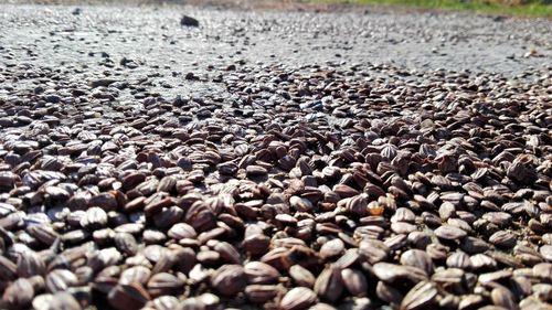 Close-up of stones on pebbles