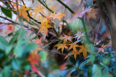 Close-up of maple leaves on plant