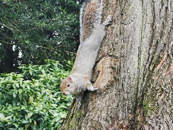 Close-up of squirrel on tree trunk