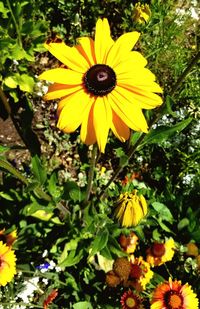 Yellow flowers blooming outdoors