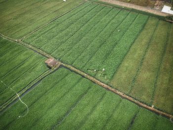 High angle view of corn field