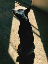 High angle view of dog sitting on floor