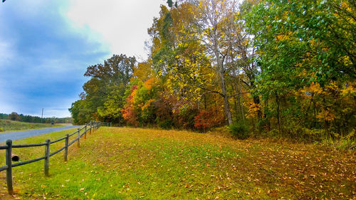 Trees on landscape during autumn