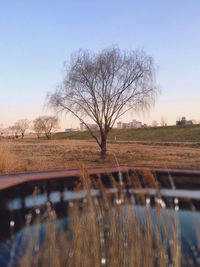 Bare trees on field against sky