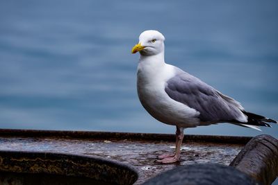 Seagull perching on wooden post