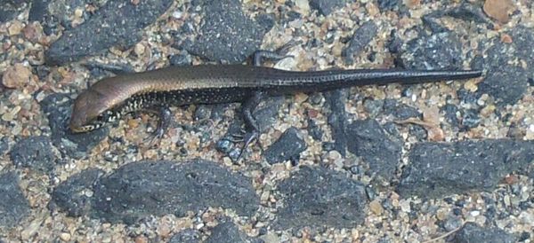 Close-up of lizard on rock