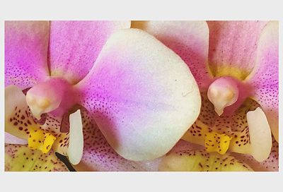 Close-up of pink flower