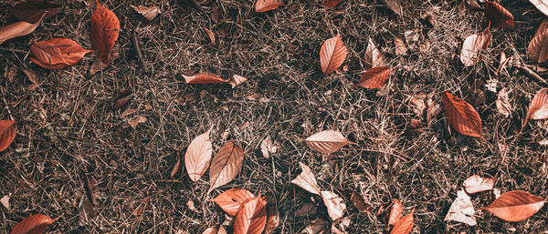 High angle view of dry leaves on field