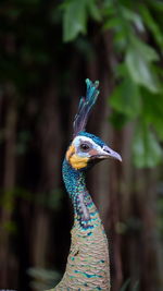 Close up of peacock