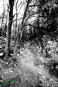 Trees growing in forest