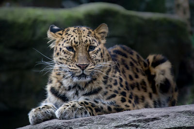 Portrait of a cat on rock