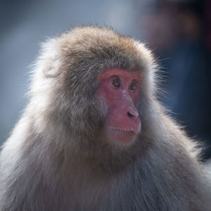 Close-up portrait of a monkey