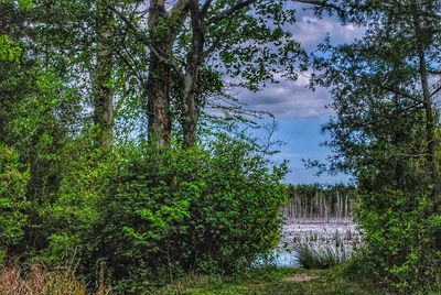 Scenic view of forest against sky