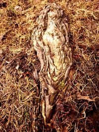 High angle view of dead tree on field