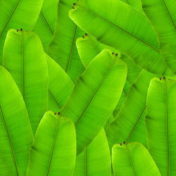 Full frame shot of green leaves