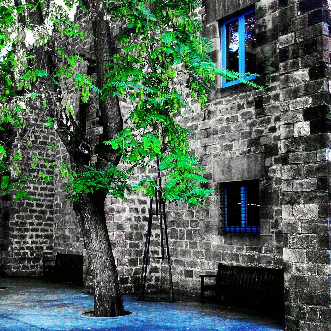 architecture, built structure, building exterior, stone wall, brick wall, old, tree, house, wall - building feature, plant, window, wall, steps, building, growth, day, outdoors, residential building, weathered, no people