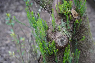 Close-up of lizard on tree trunk