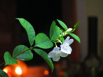 Close-up of flowering plant