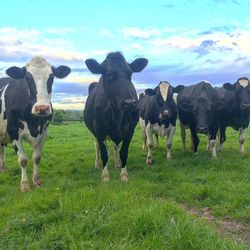 Portrait of cows standing on grassy field against sky