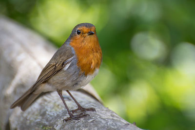 Close-up of bird perching outdoors