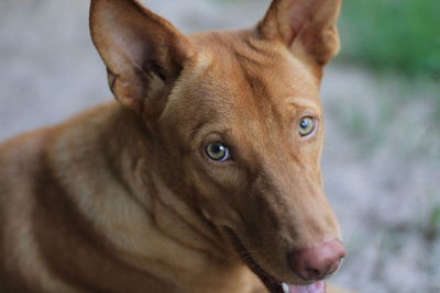 Close-up portrait of a dog