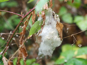 Close-up of frozen plant during winter