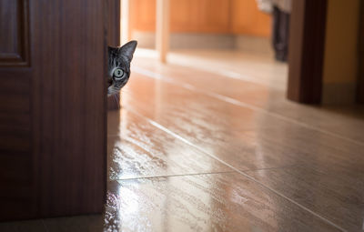 Portrait of cat on wooden floor