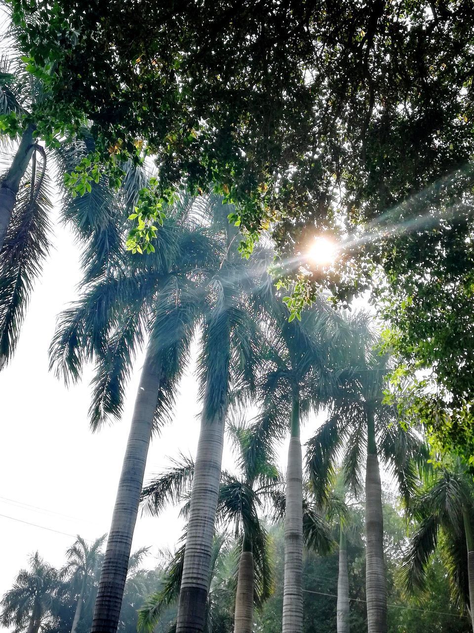 LOW ANGLE VIEW OF SUNLIGHT STREAMING THROUGH PALM TREE