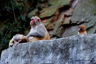 Monkey on rock