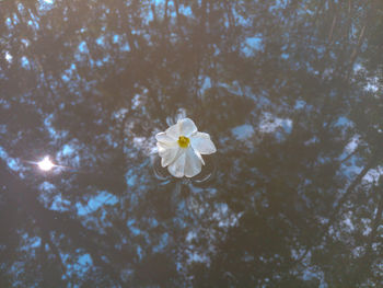 Low angle view of white cherry blossom tree