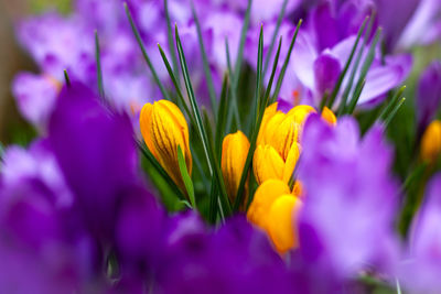 Close-up of purple crocus flowers