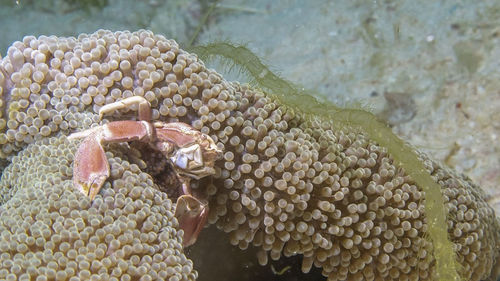 Close-up of crab in sea