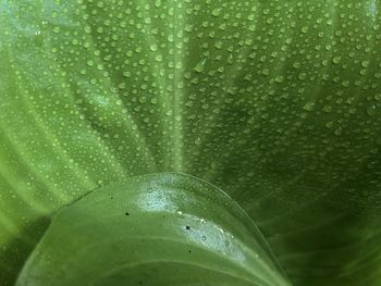 Close-up of raindrops on leaf