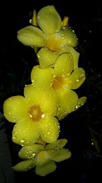 Close-up of water drops on yellow flower