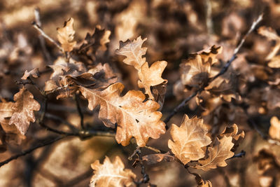 Close-up of dry leaves on tree