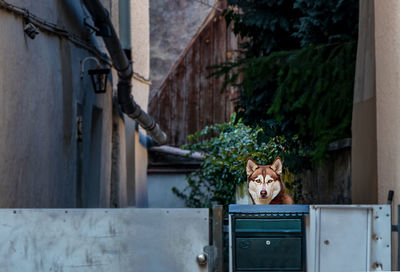 Portrait of cat by plants